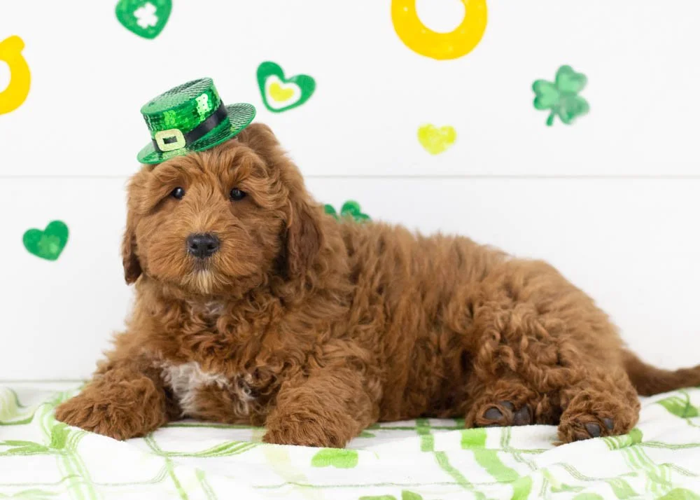 brody goldendoodle for sale(1).jpg