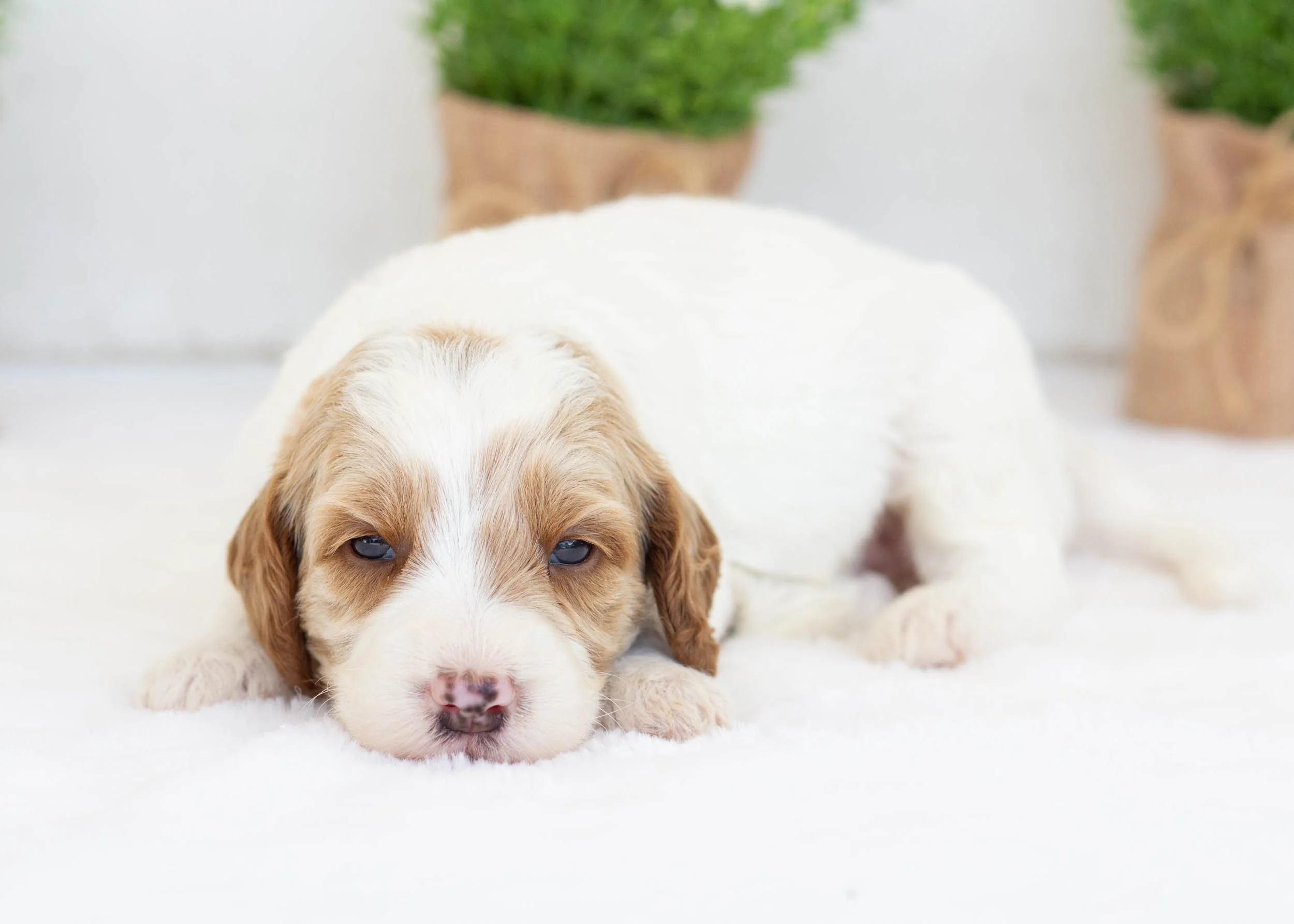 Fairway goldendoodle for sale1.jpg