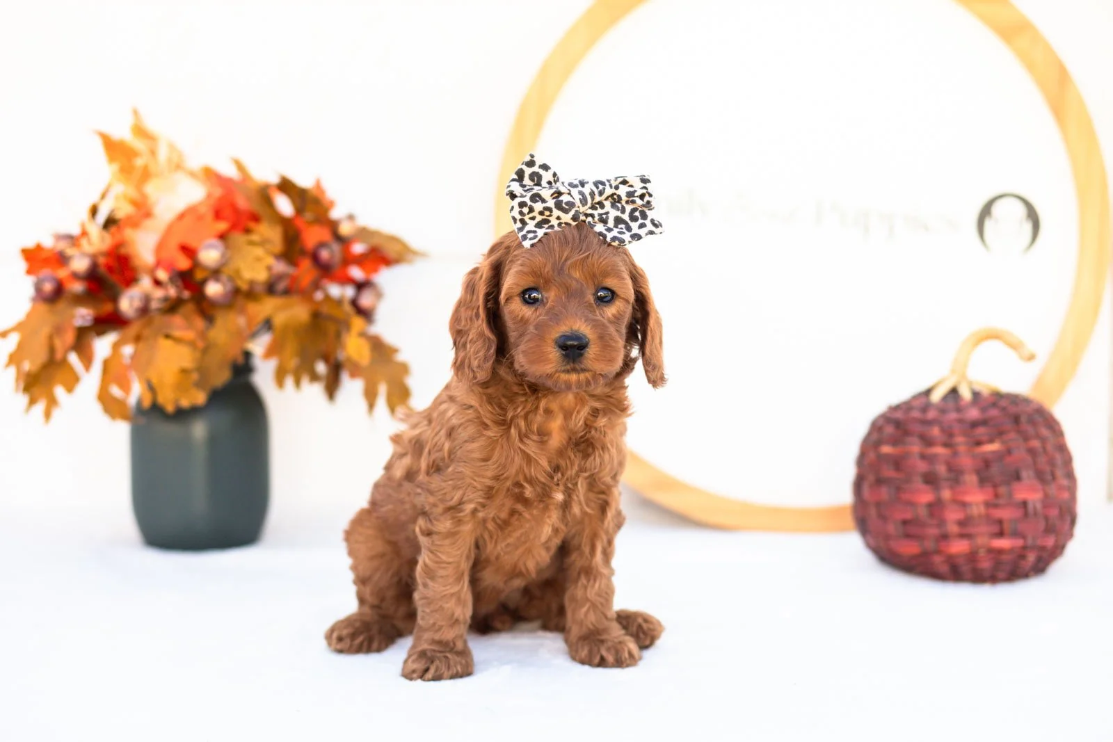 Eva goldendoodle for sale 4.jpg
