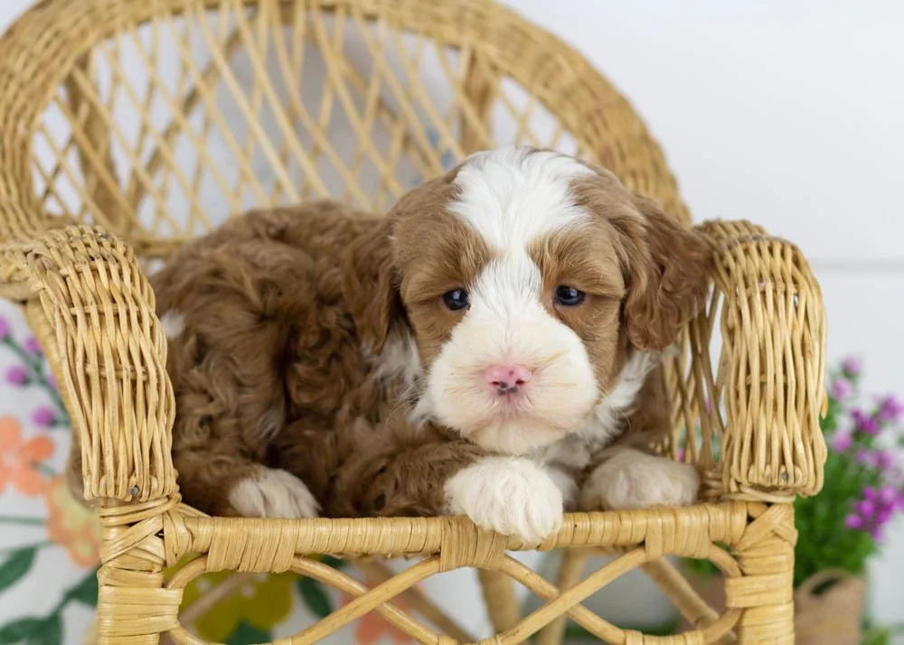 clover goldendoodle for sale.jpg