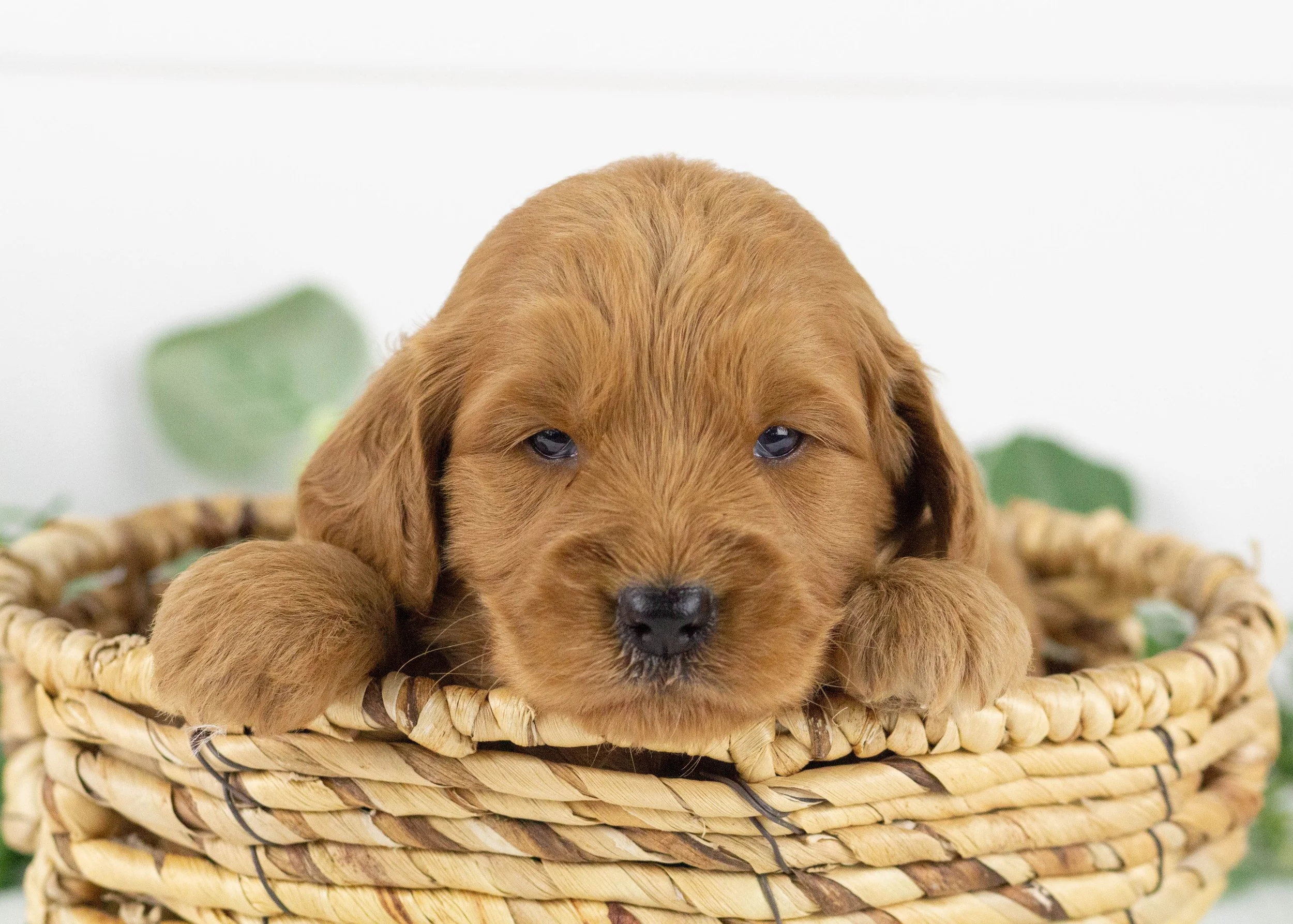 grizzly goldendoodle for sale.jpg