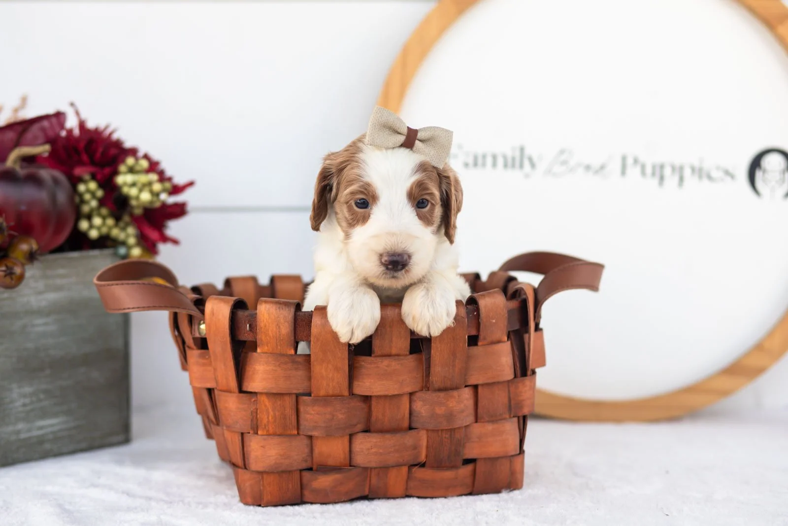 Pamir goldendoodle for sale.jpg