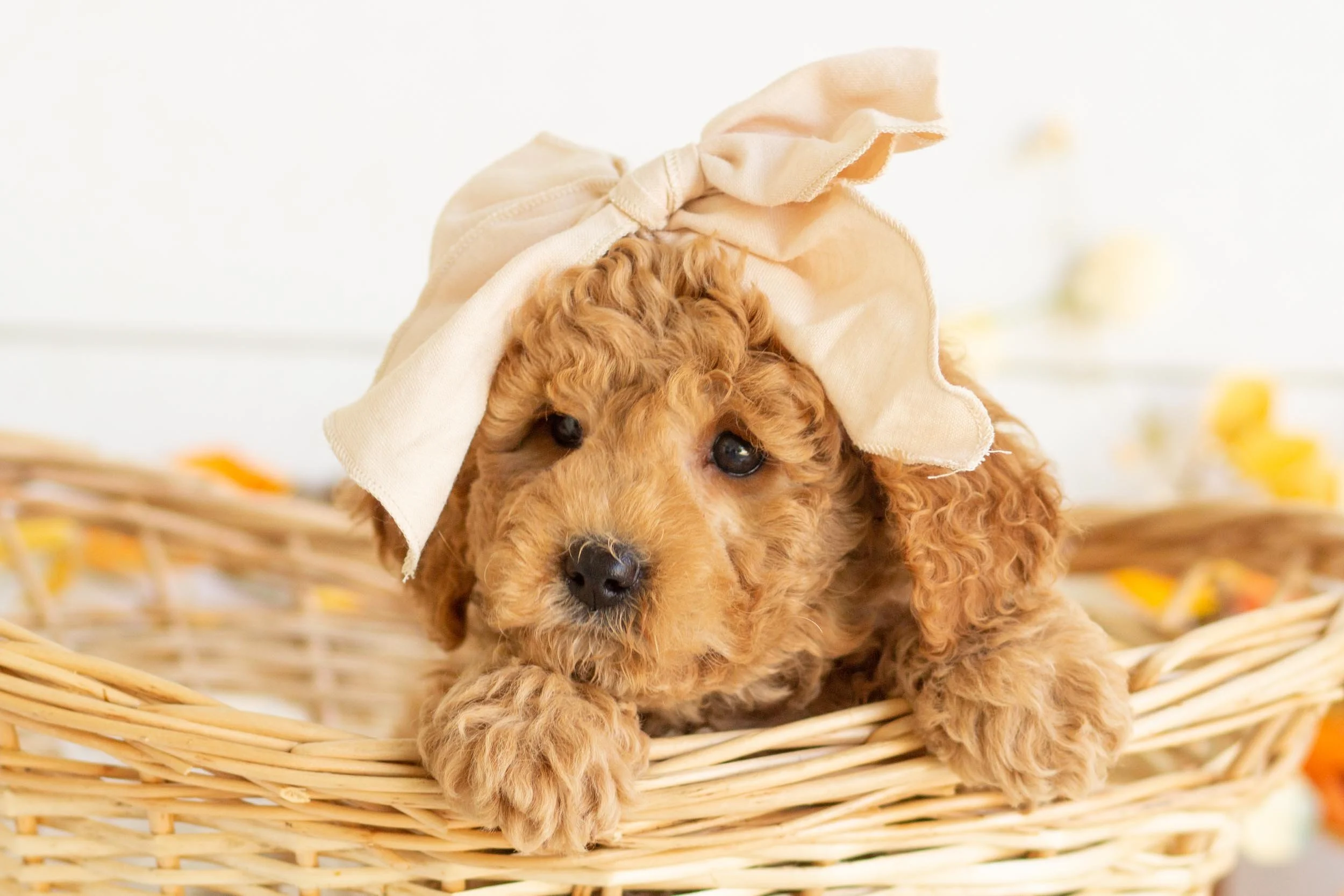 Bella goldendoodle for sale(2).jpg