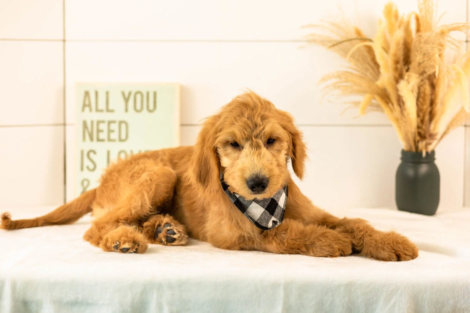 Putzie goldendoodle for sale.jpg