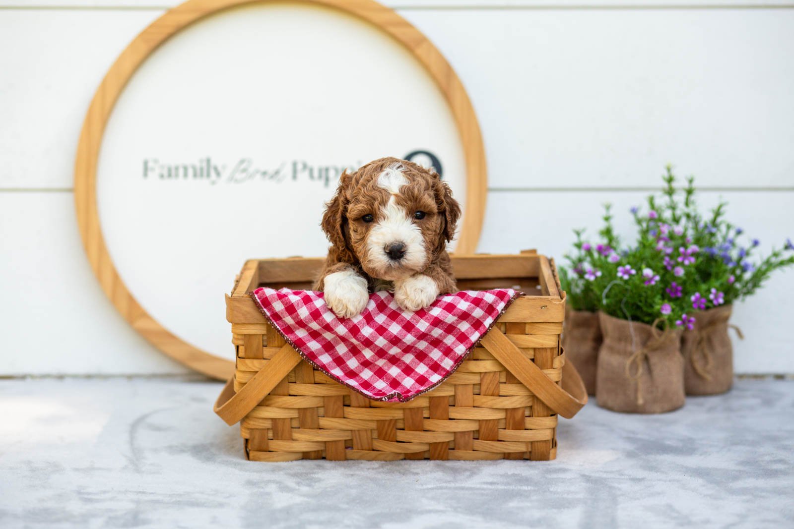 Basil goldendoodle for sale(5).jpg