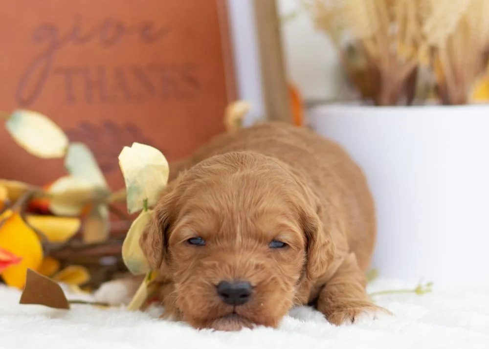 Pistachio goldendoodle for sale(2).jpg