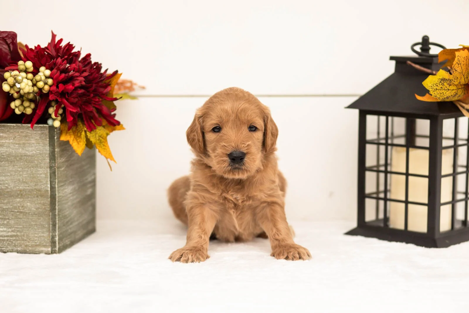 Scarecrow goldendoodle for sale 3.jpg