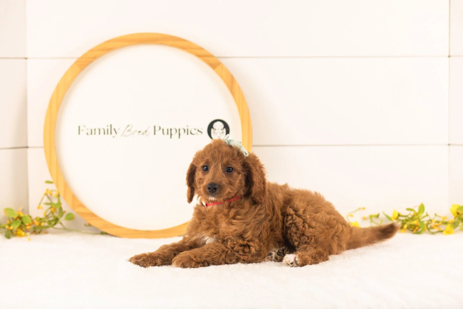 Lexy goldendoodle for sale(1).jpg
