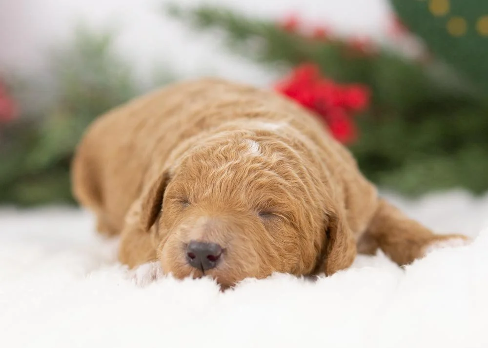goldendoodle for sale