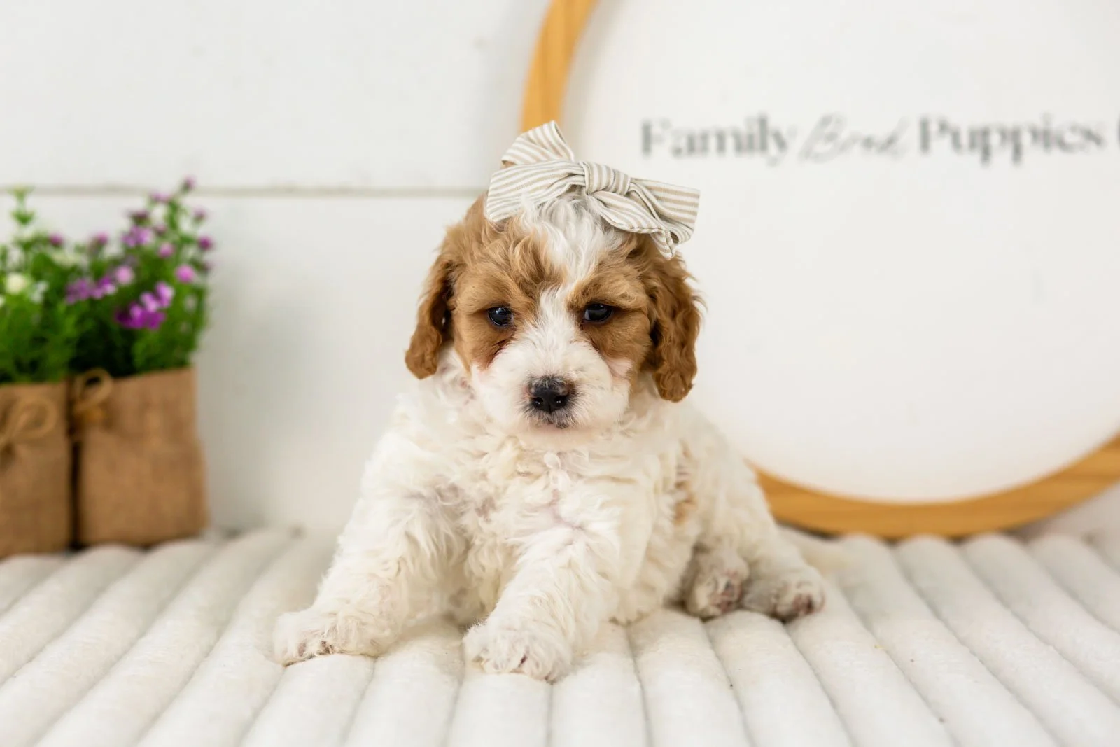 Dixie goldendoodle for sale.jpg