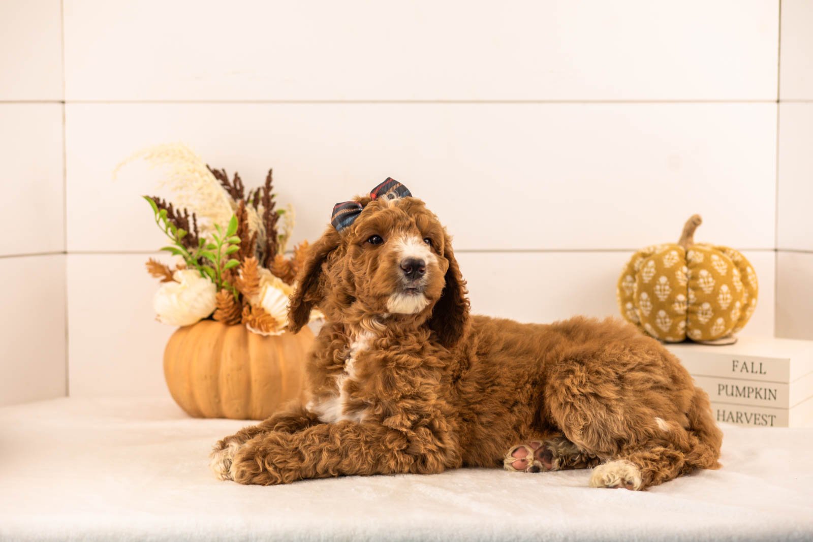 Evelyn goldendoodle for sale 4.jpg