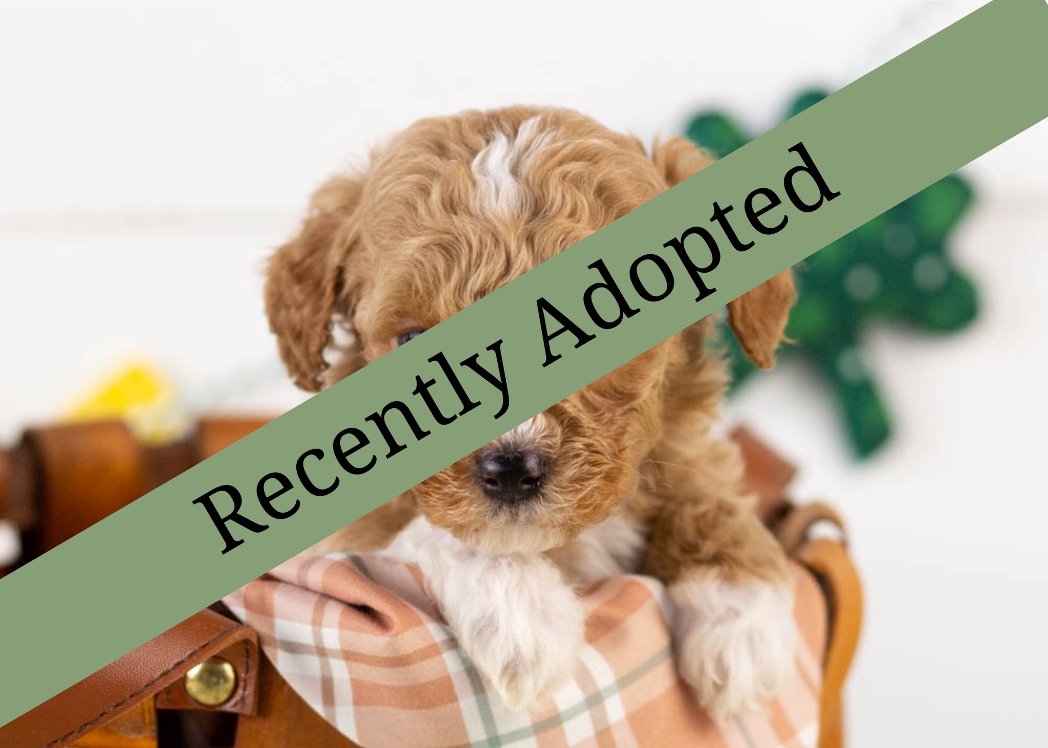 goldendoodle for sale