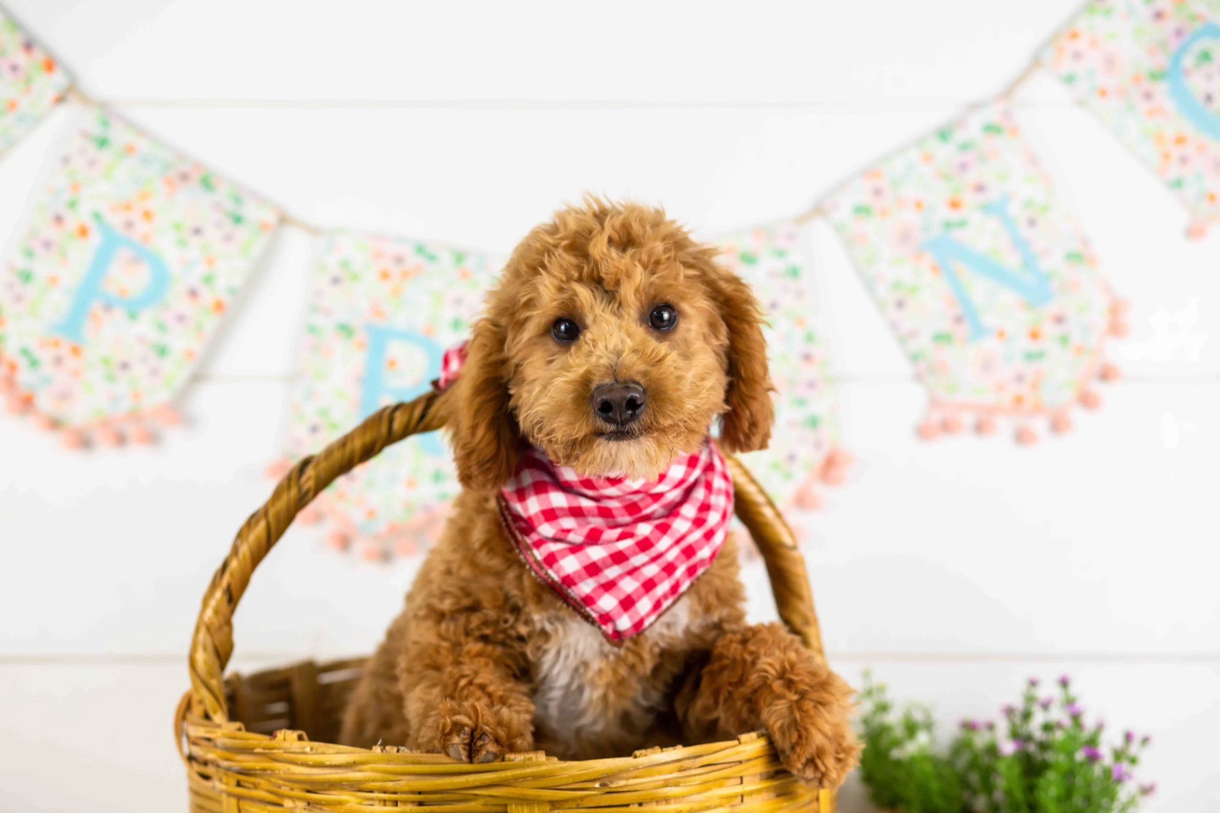 goldendoodle for sale
