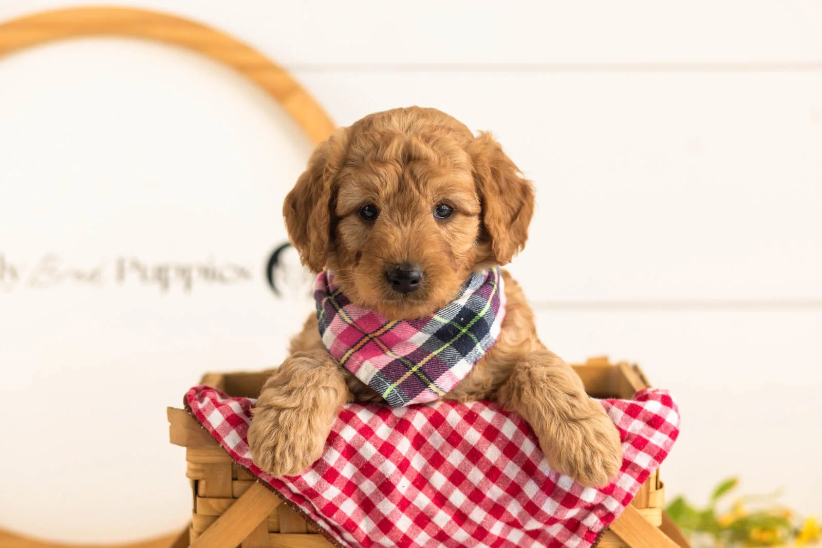 Reef goldendoodle for sale(3).jpg