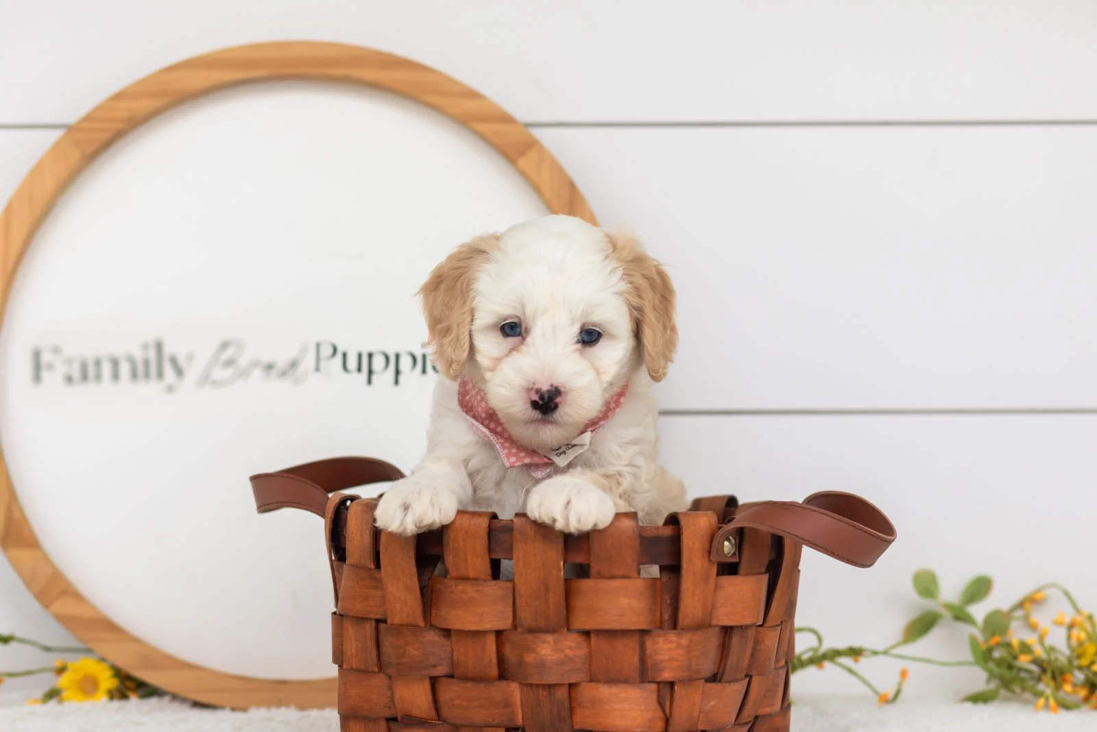 Flash goldendoodle for sale(2).jpg
