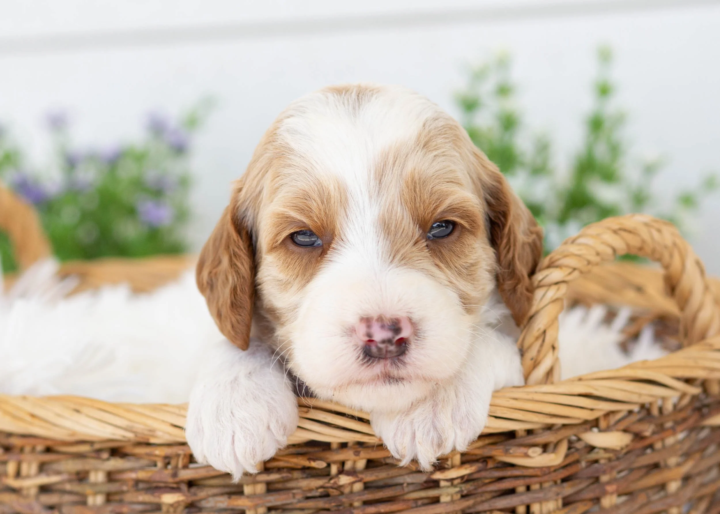 Fairway goldendoodle for sale.jpg