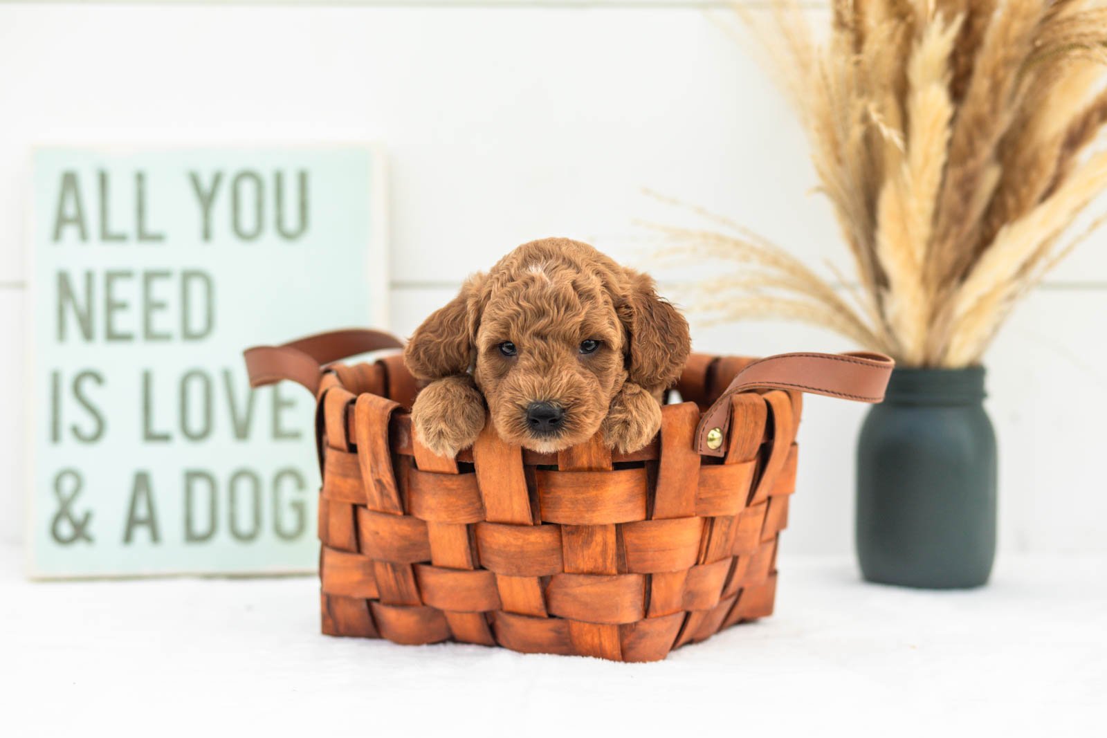 Mocha goldendoodle for sale(1).jpg