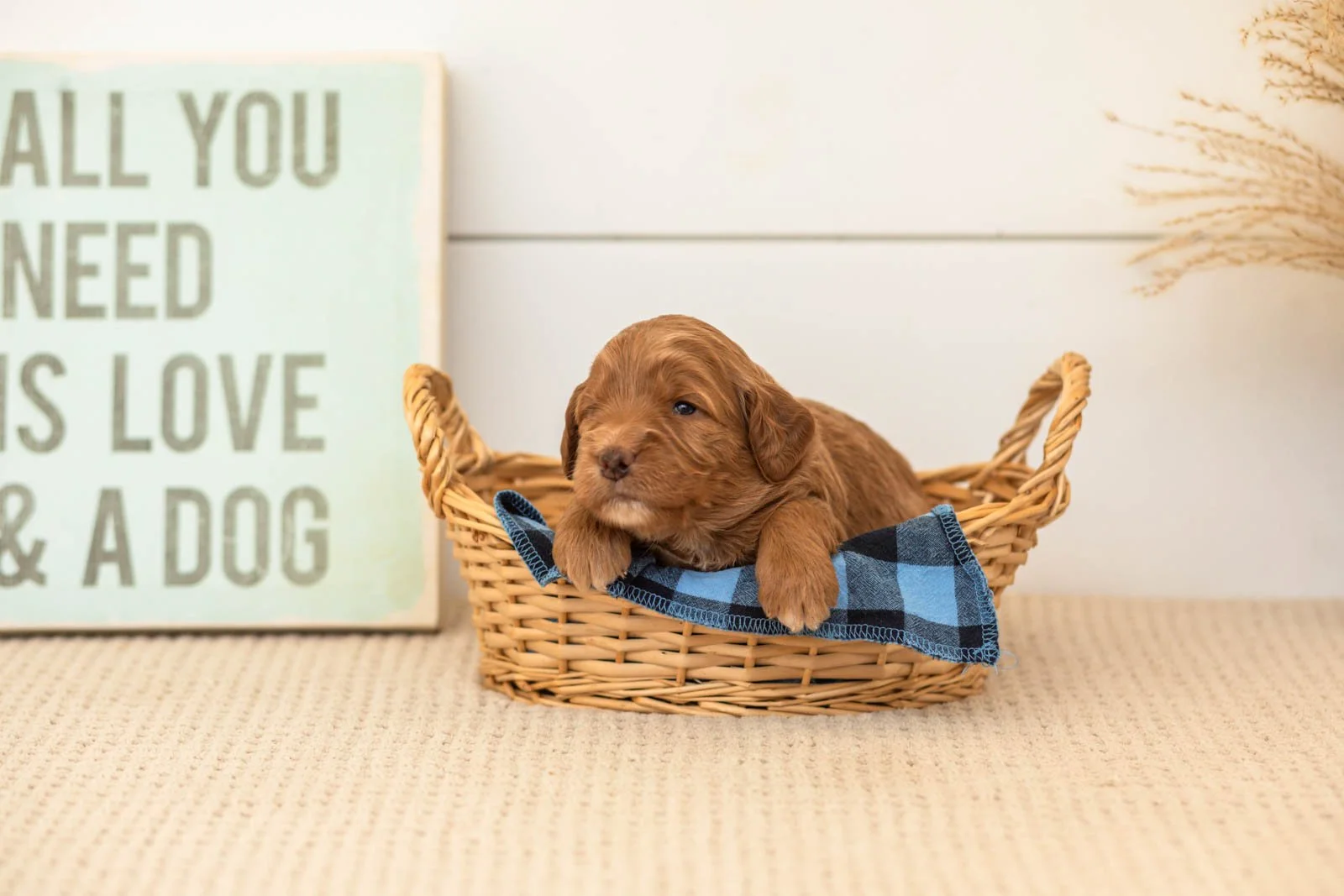 Belle goldendoodle for sale(2).jpg