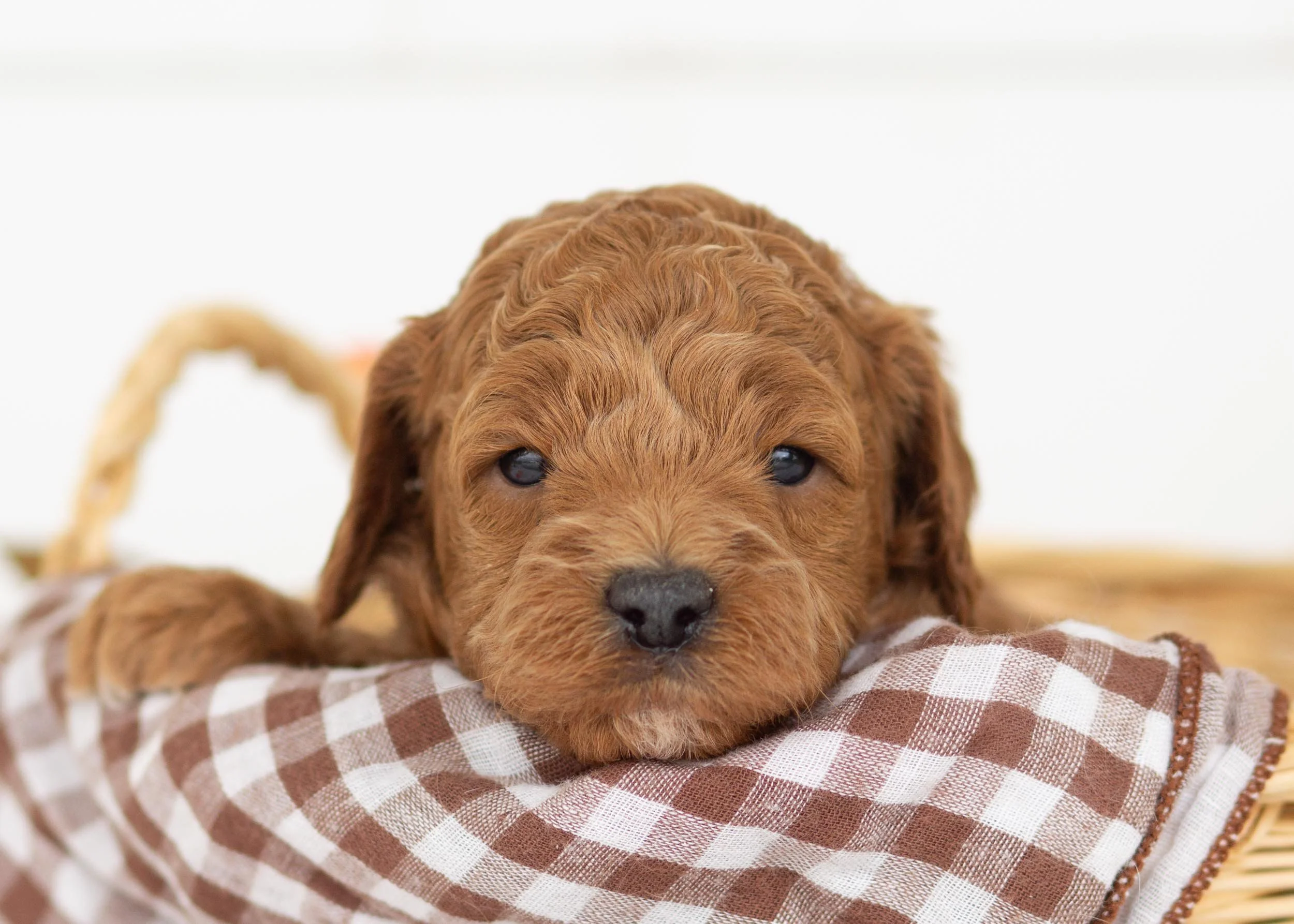 goldendoodle for sale