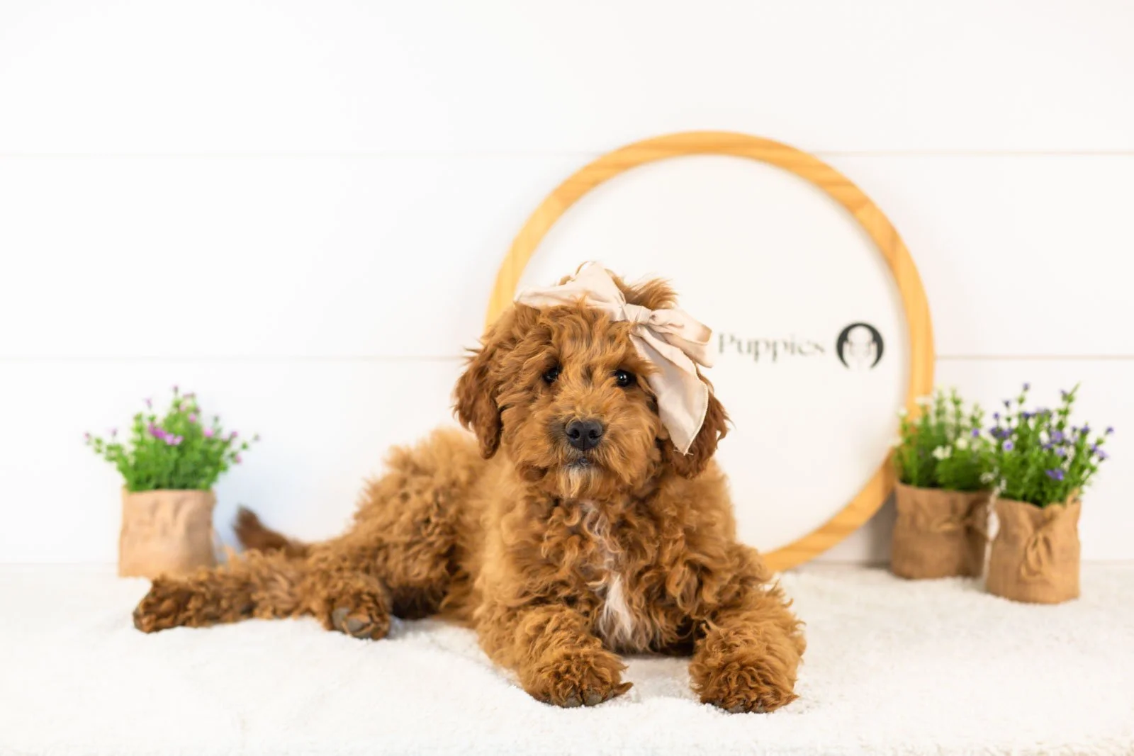 icicle goldendoodle for sale.jpg