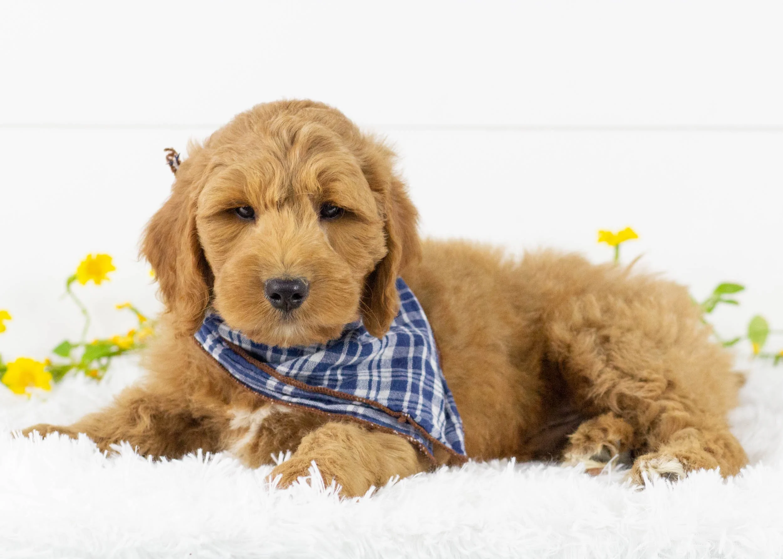 Kona goldendoodle for sale(1).jpg