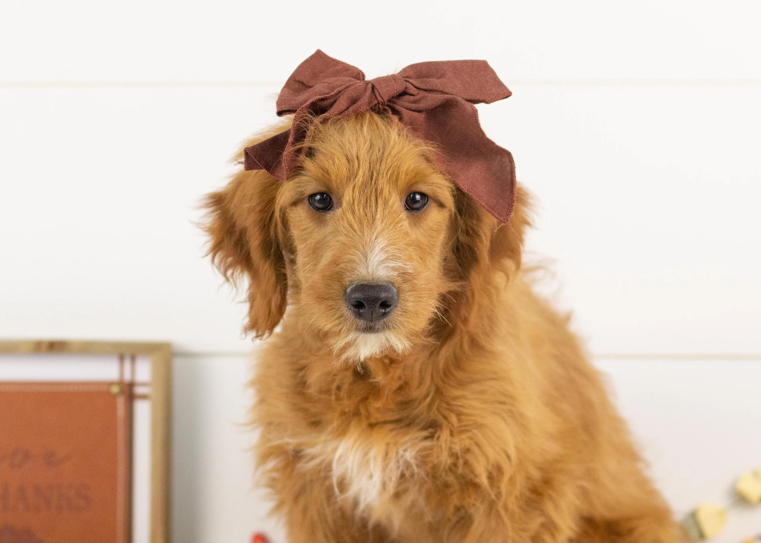 Faith goldendoodle for sale.jpg