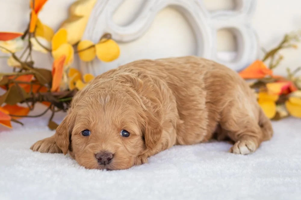 sweet potato goldendoodle for sale(2).jpg