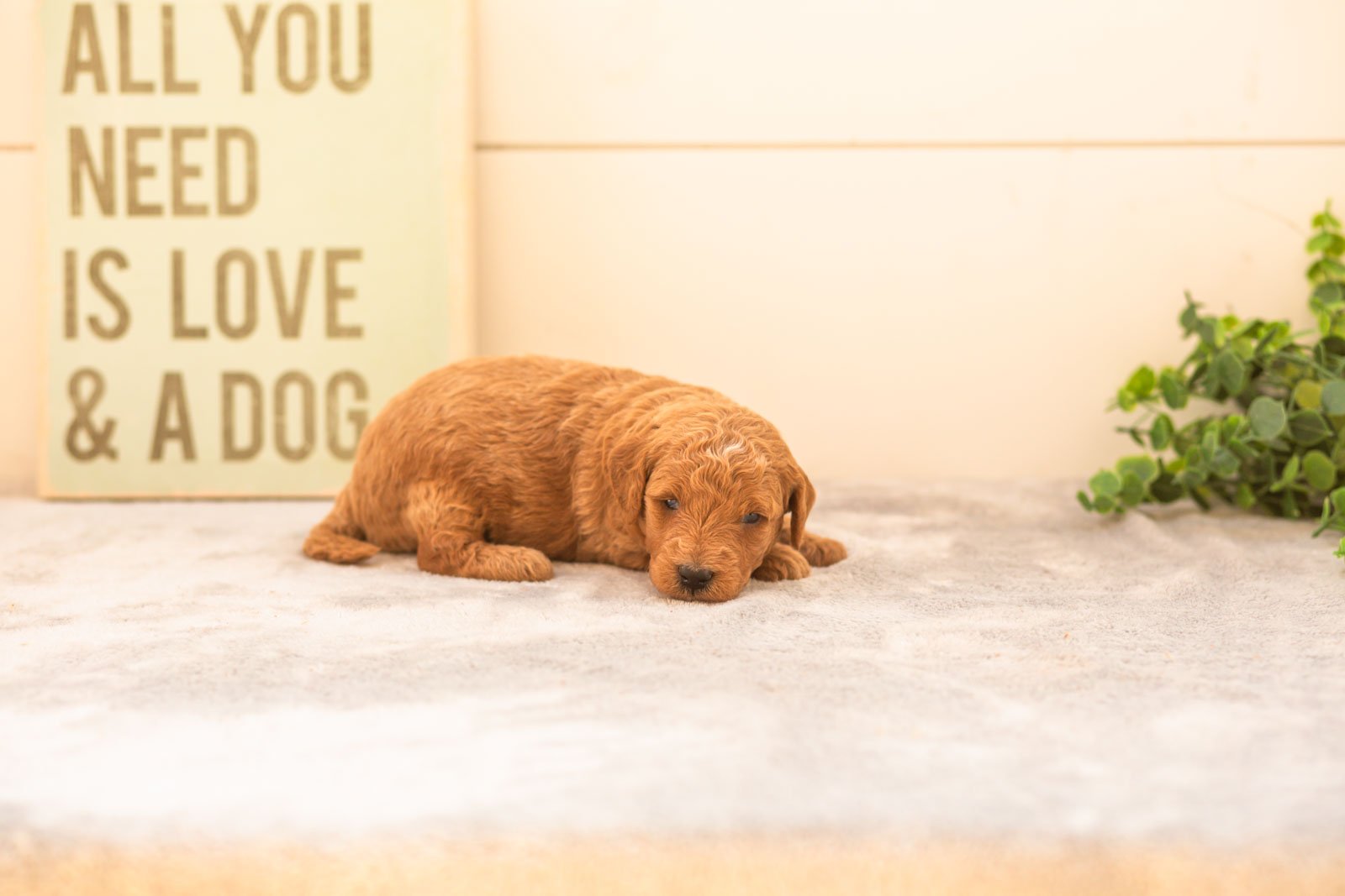 Mocha goldendoodle for sale(1).jpg