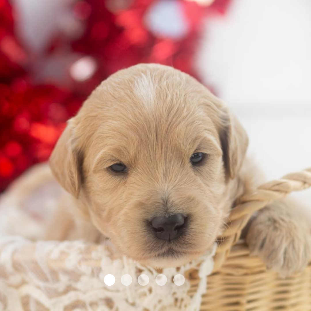 Copy of FBP Design.png