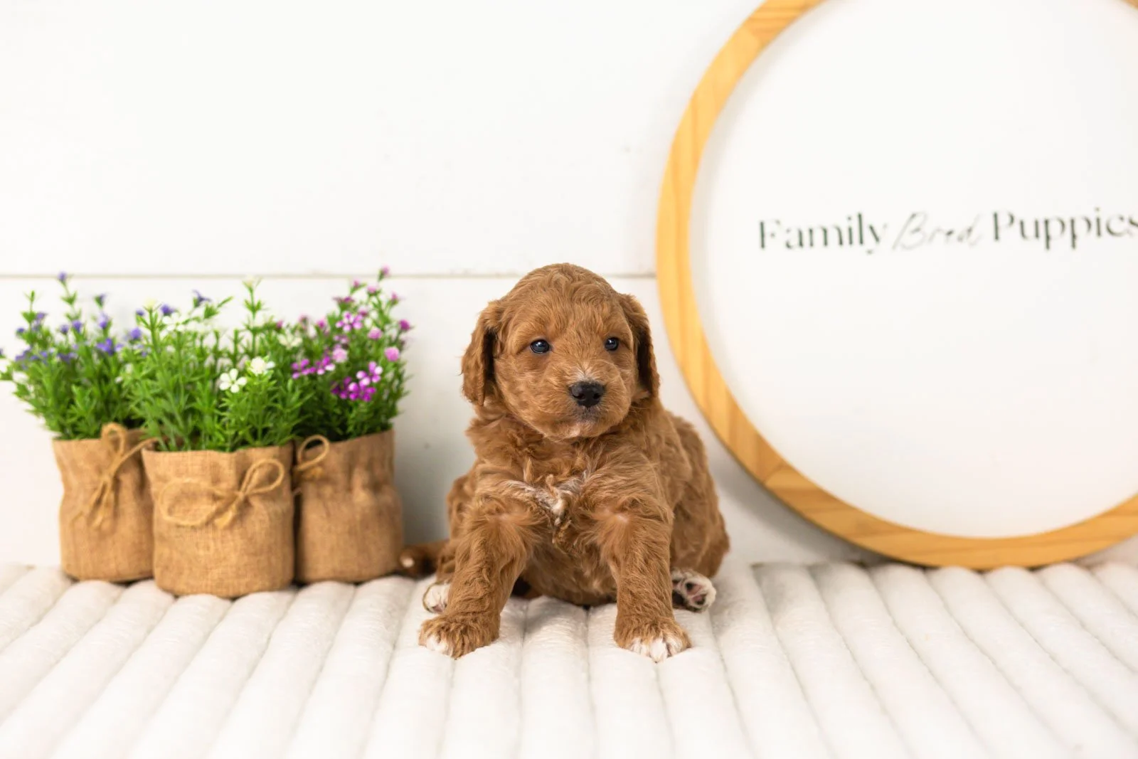 Levi goldendoodle for sale(2).jpg