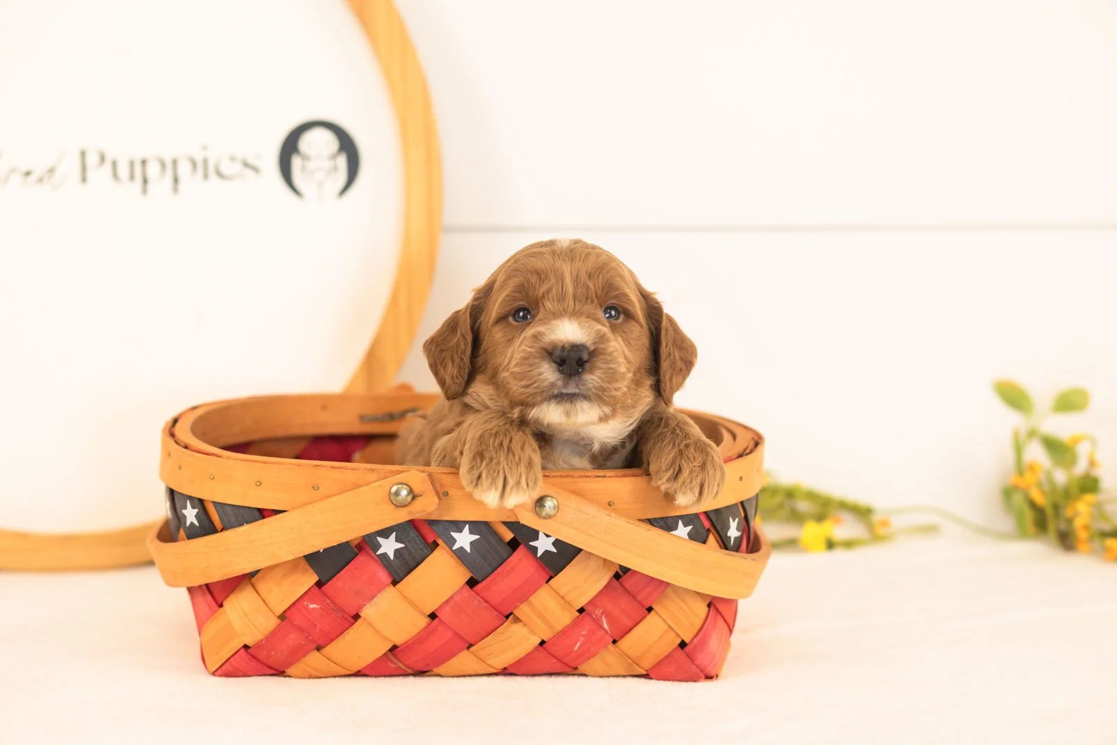 Chesney goldendoodle for sale(3).jpg