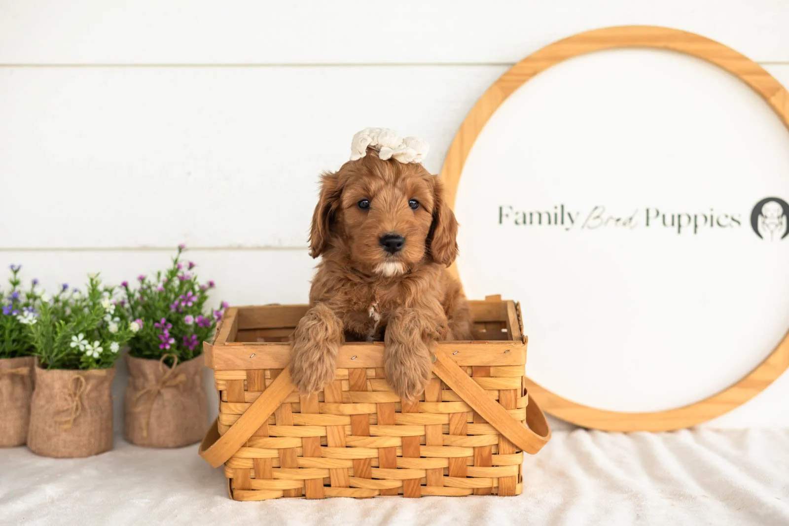 Angel goldendoodle for sale(3).jpg