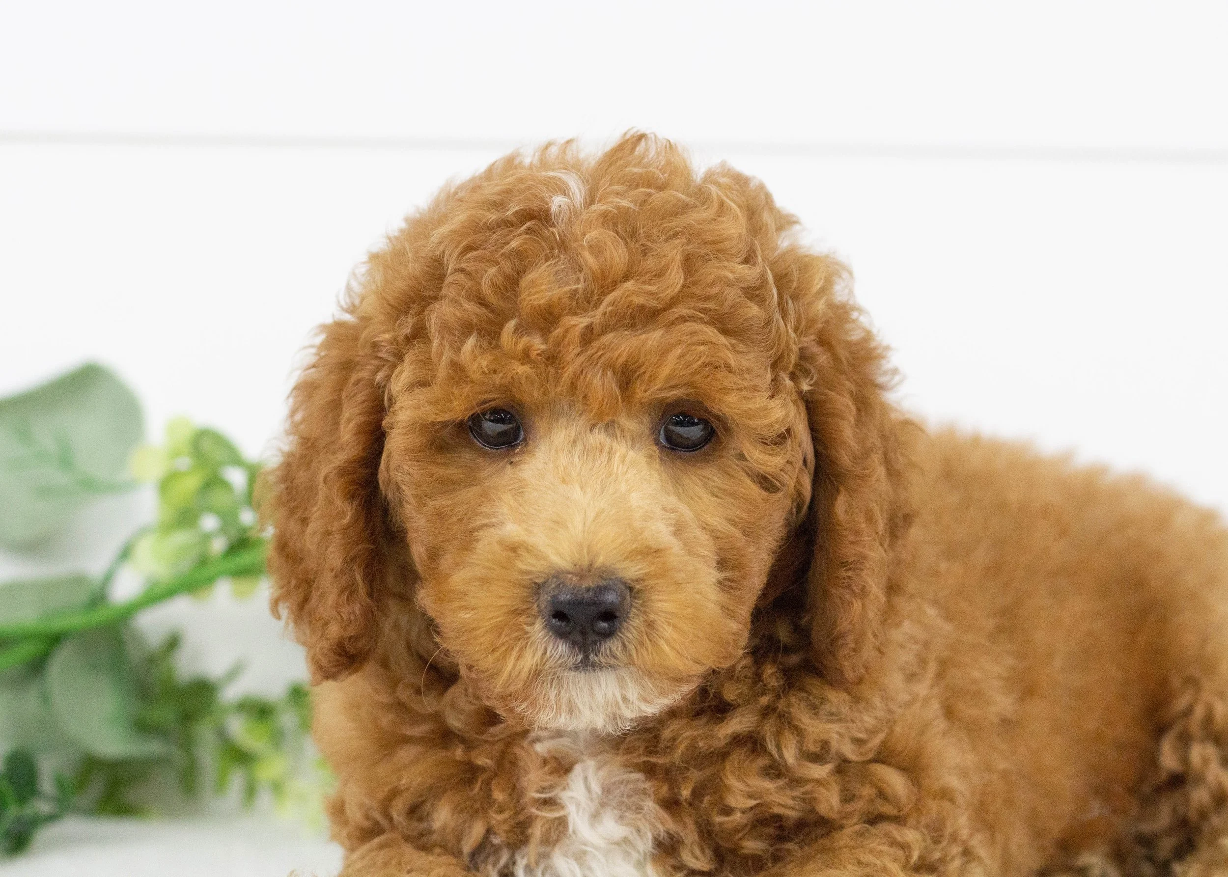 Tommy Goldendoodle for sale.jpg