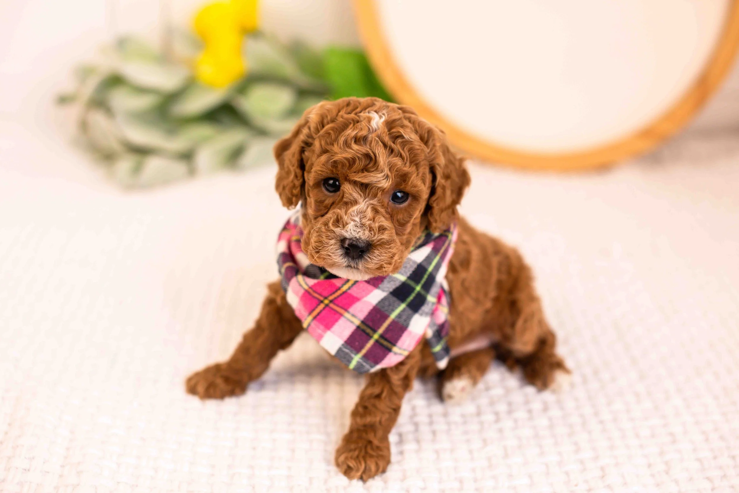 miles goldendoodle for sale(2).jpg