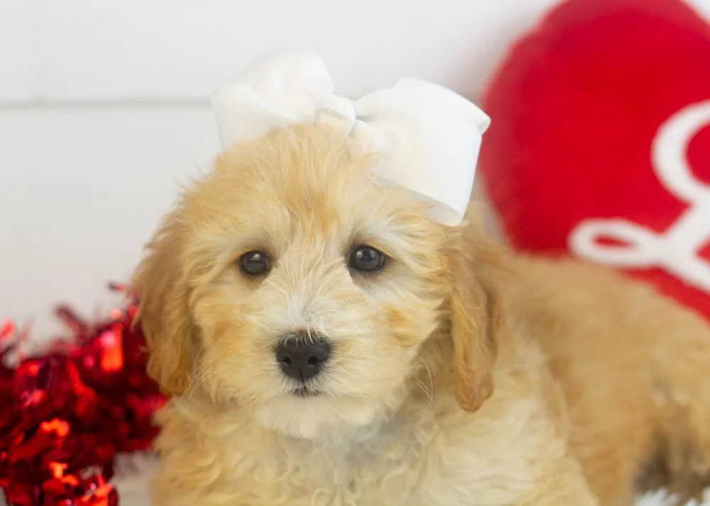 Magnolia goldendoodle for sale(2).jpg