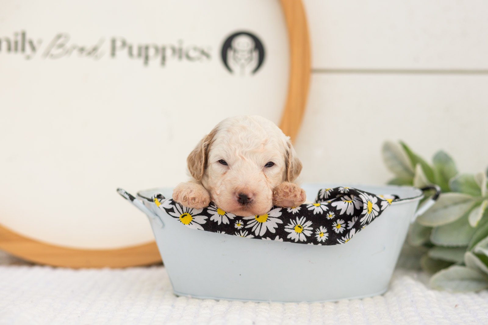 Marcia goldendoodle for sale(1).jpg
