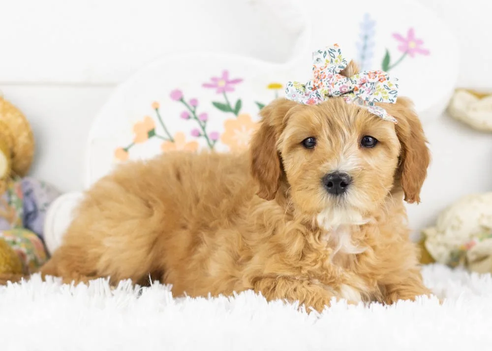 linda goldendoodle for sale(1).jpg