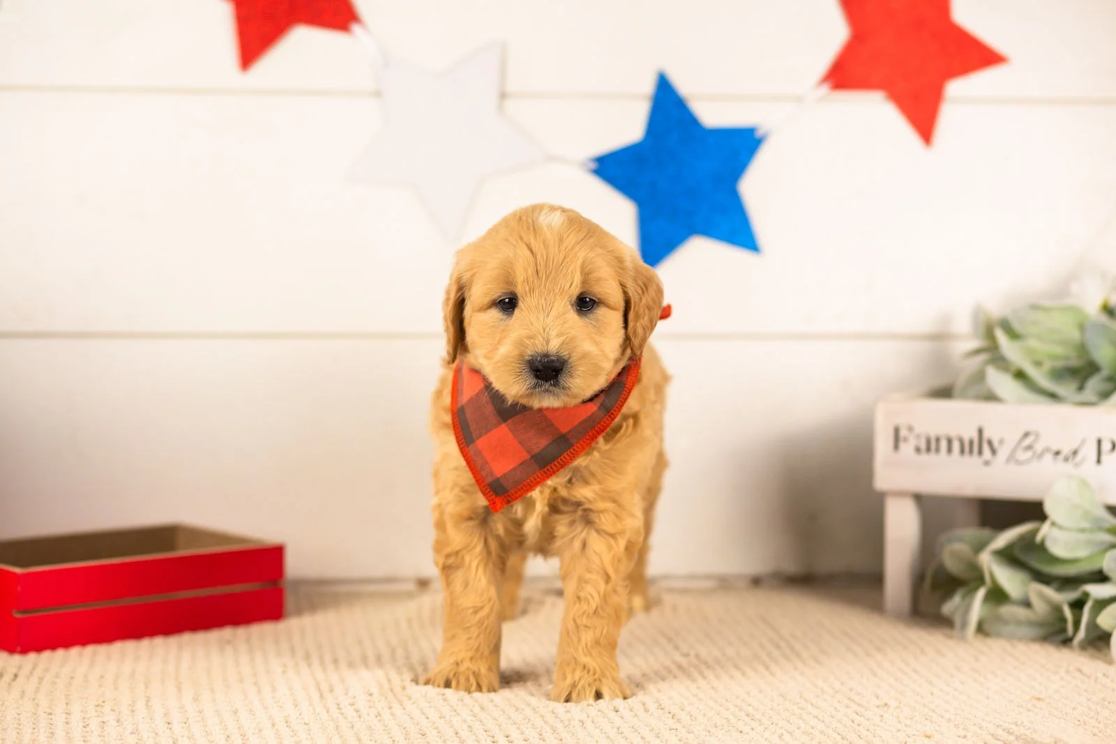 samwise goldendoodle for sale(2).jpg