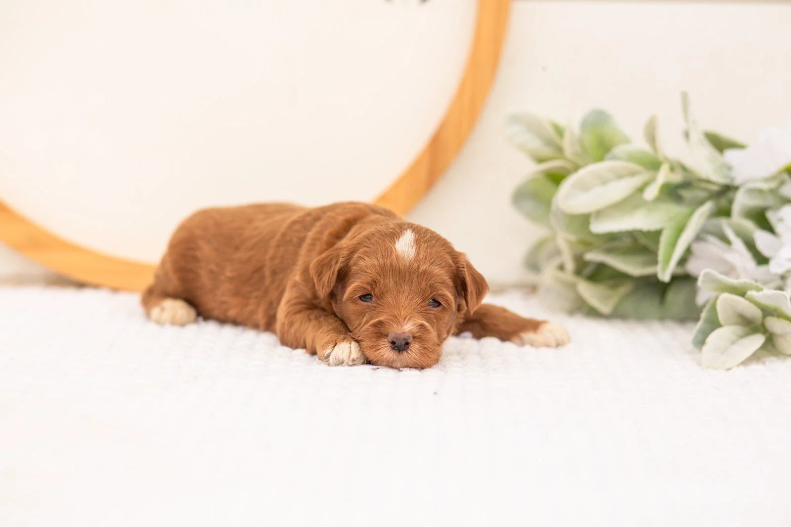 Vale goldendoodle for sale(1).jpg