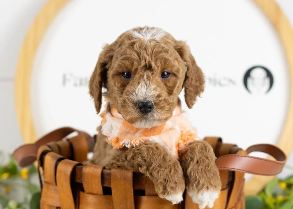 North goldendoodle for sale.jpg