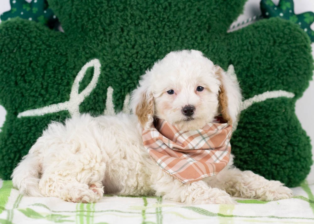 Bentley goldendoodle for sale(2).jpg