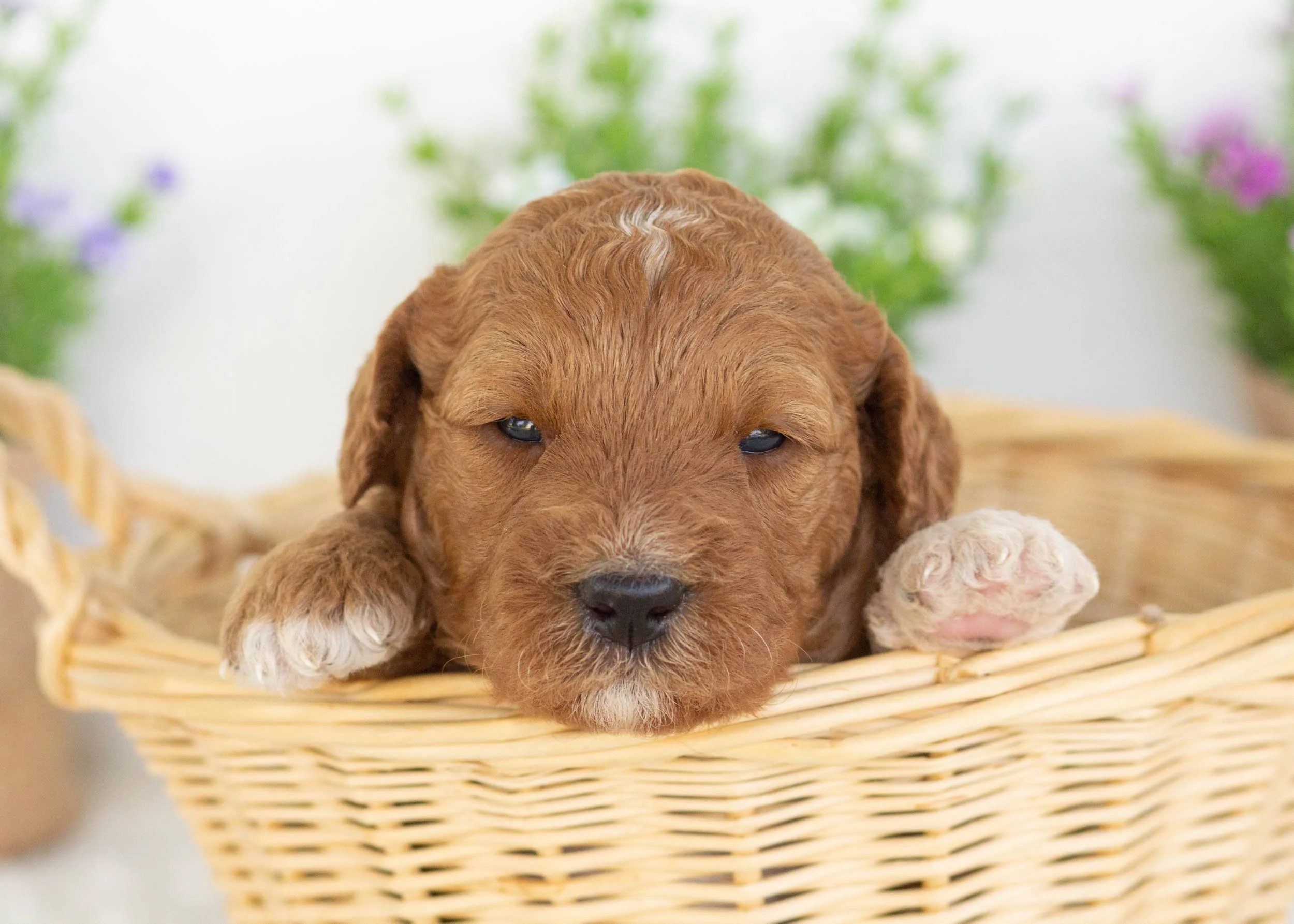 Funnel Cake Goldendoodle for sale.jpg