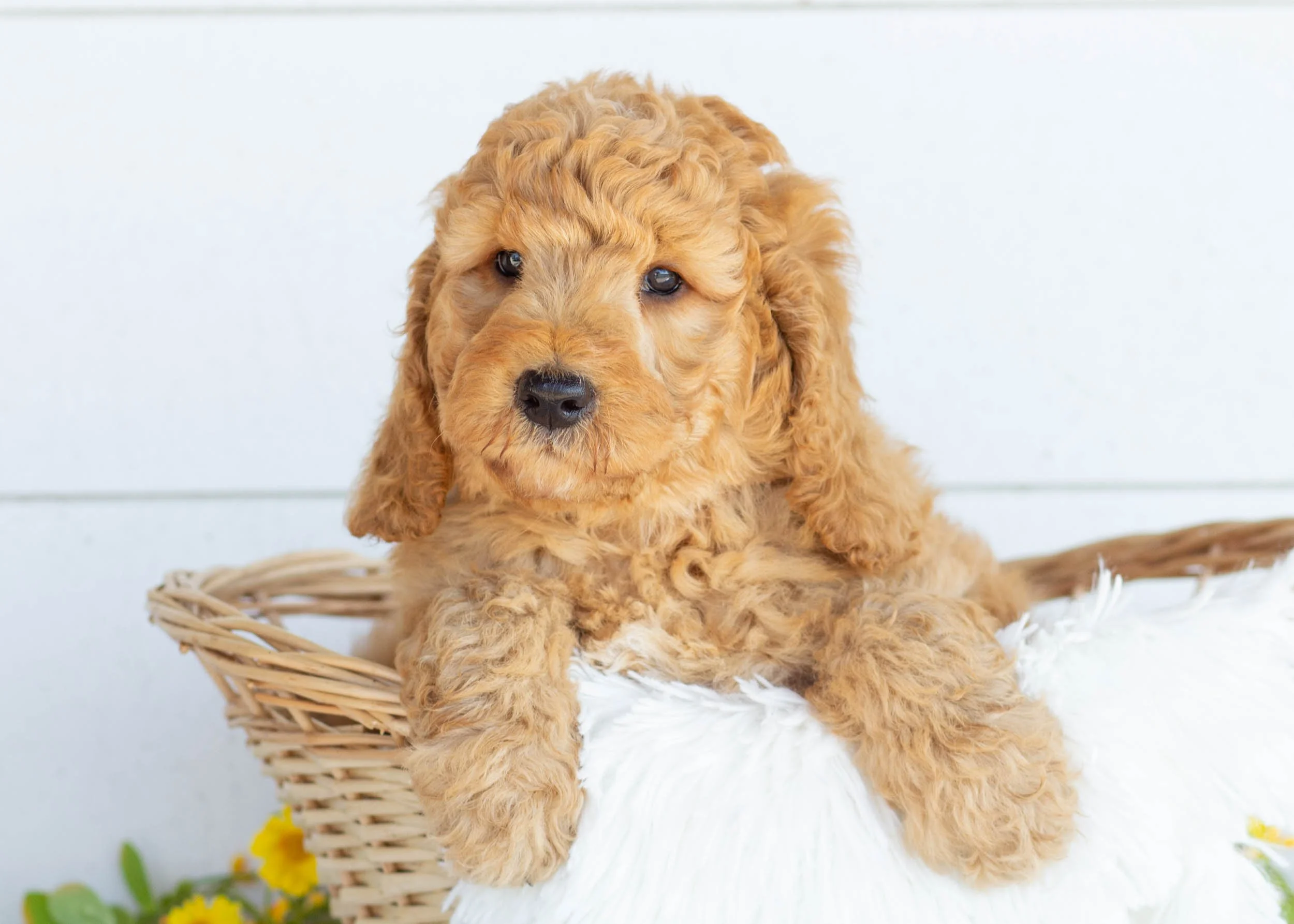 Tuffnut Goldendoodle for sale(2).jpg