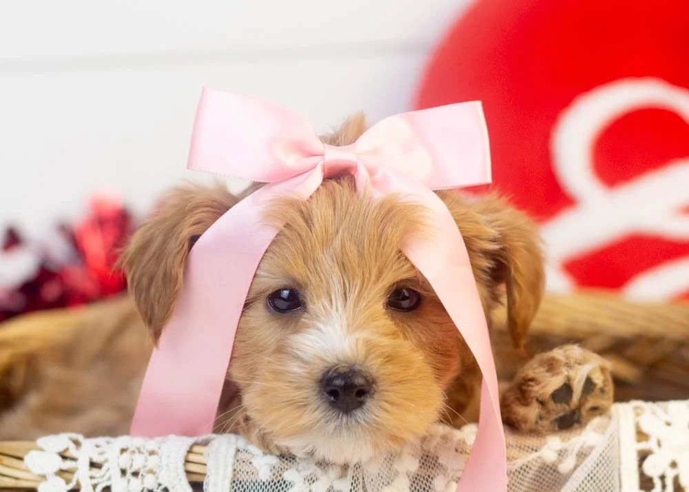 goldendoodle for sale