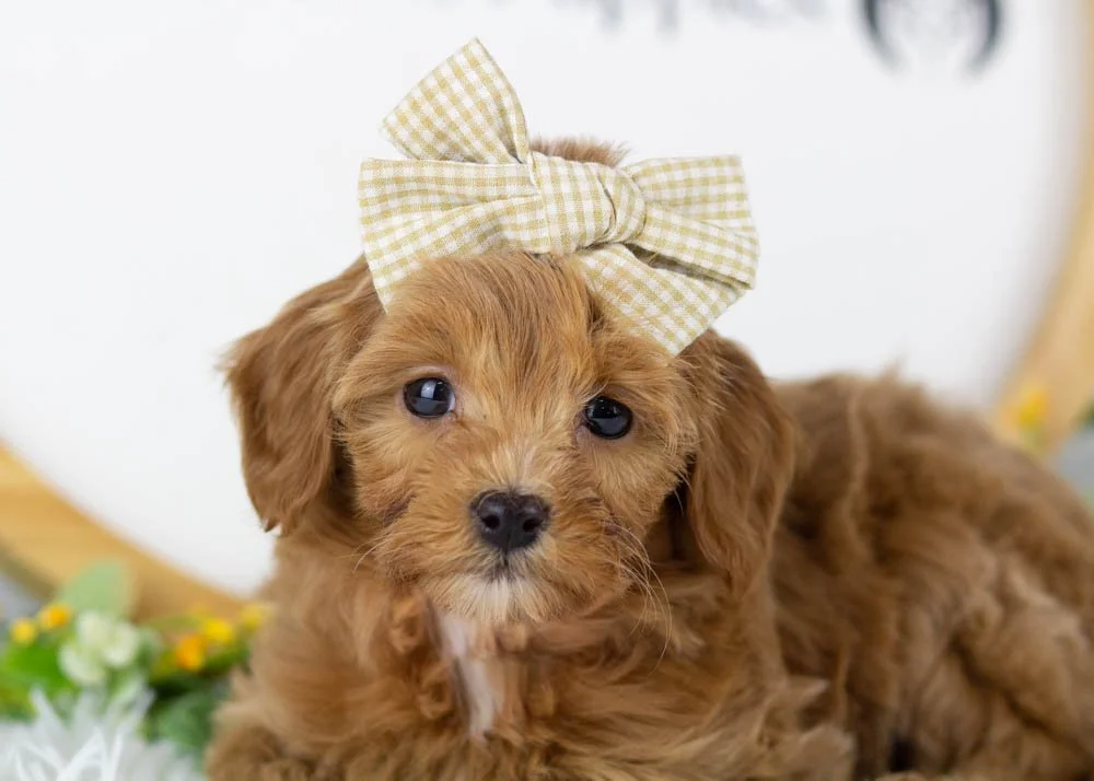 Doug 12-20-25 Eleven 2. 3oz-4.jpg