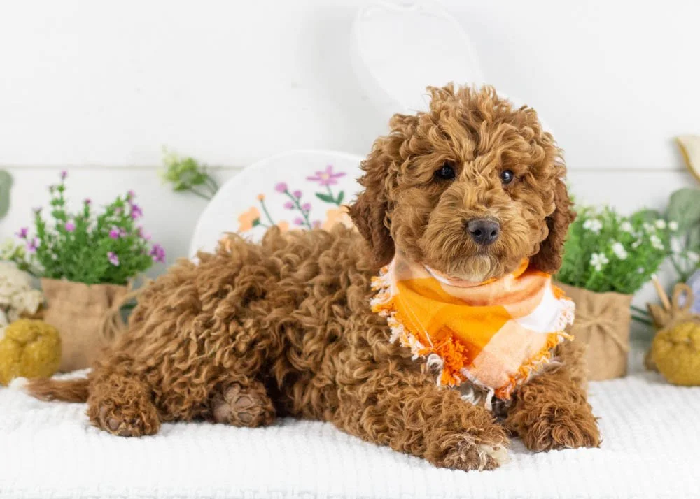blake goldendoodle for sale.jpg