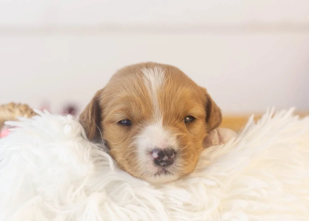 Paul goldendoodle for sale(1).jpg