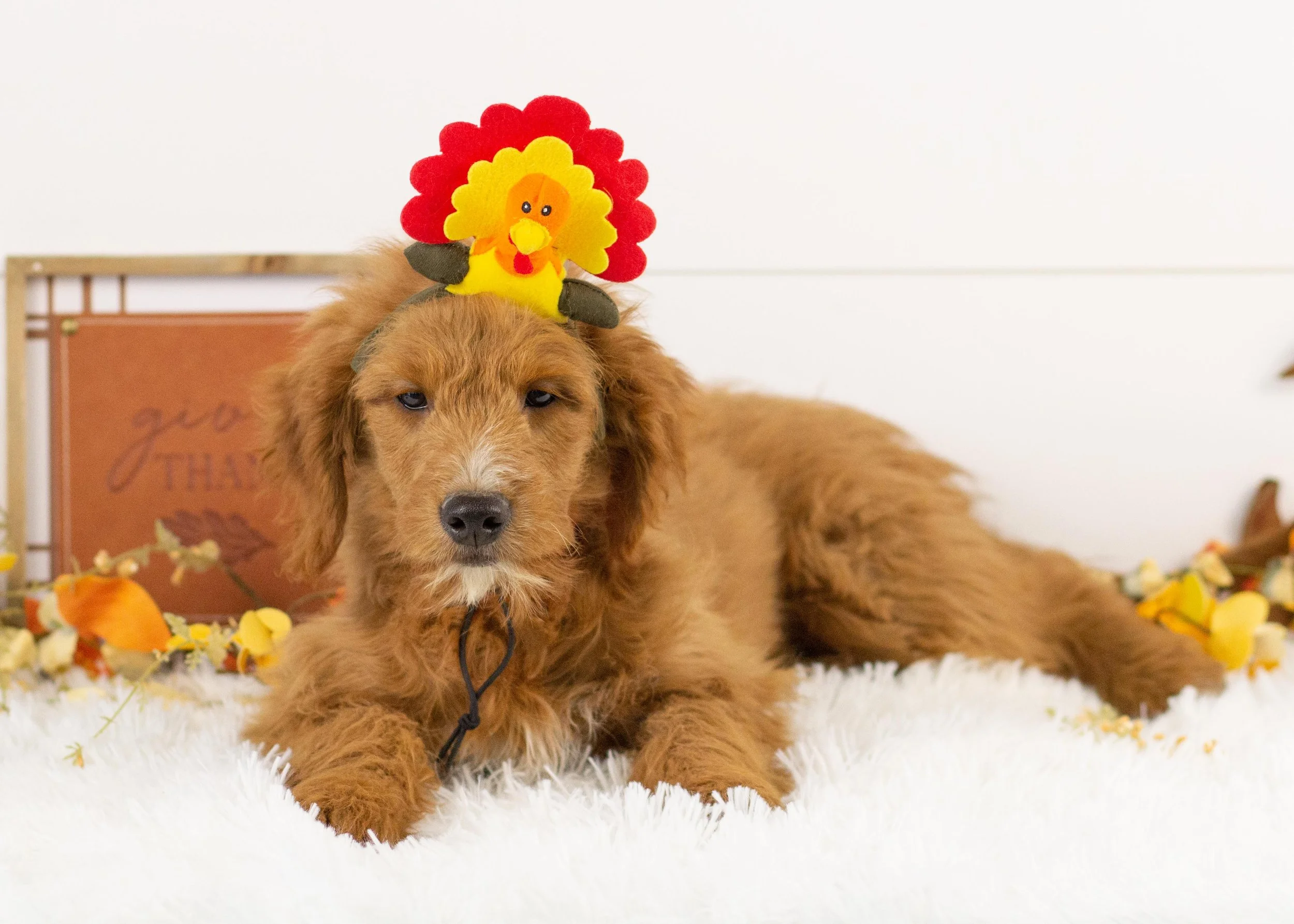 Faith goldendoodle for sale(1).jpg