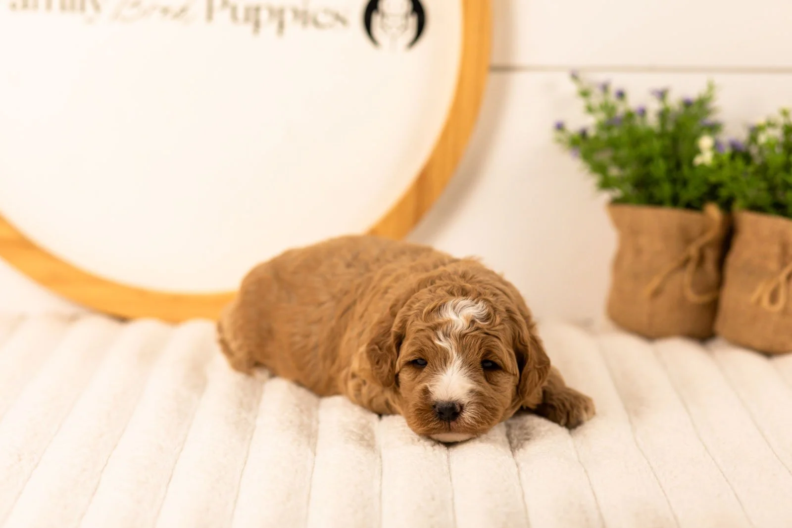 Ivory goldendoodle for sale(1).jpg
