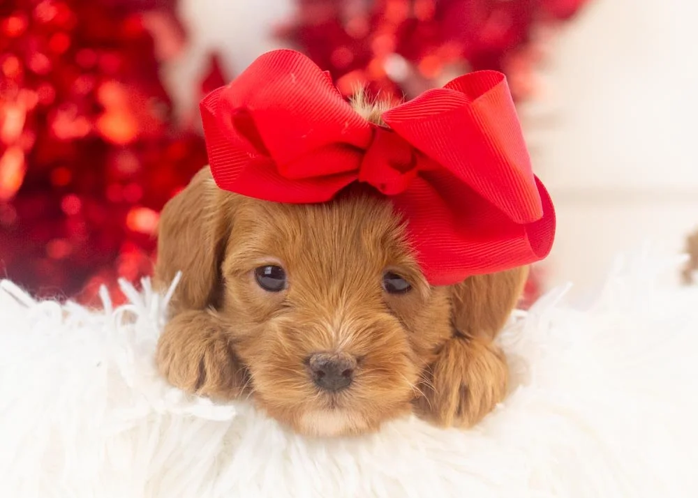 Doug 12-20-25 Eleven 2.22-4.jpg